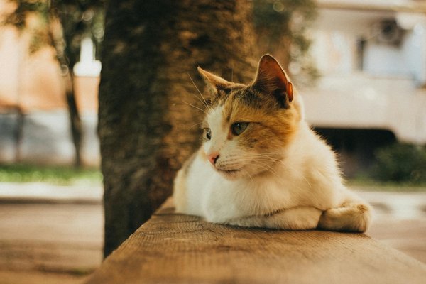 Descubre Cómo LLevar el Estilo Western en la Ciudad: Trucos y Consejos Imperdibles